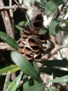 04260044 * Banksia marginarta cone growing beside the road in Russell.  Not a native but loves the conditions. * 1680 x 2240 * (612KB)