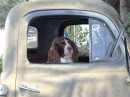 04290009 * Springer Spaniel Dog driving the Old Ford truck in the main street of Russell. * 2240 x 1680 * (1.07MB)