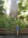 04220009 * Sam at the base of Tane Mahuta - God of the Forest in the Waipoua Forest. * 1680 x 2240 * (1.24MB)