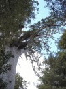 04220010 * A view of the crown of Tane Mahuta - God of the Forest in the Waipoua Forest. * 1680 x 2240 * (1.2MB)
