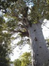 04220011 * Another view of the crown of Tane Mahuta - God of the Forest in the Waipoua Forest. * 1680 x 2240 * (1.26MB)