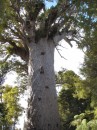 04220013 * The top half of Tane Mahuta - God of the Forest in the Waipoua Forest. * 1680 x 2240 * (1.2MB)