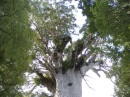 04220014 * The crown of Tane Mahuta - God of the Forest in the Waipoua Forest. * 2240 x 1680 * (1.07MB)