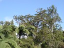 04220019 * The crown of Tane Mahuta from the car park in the Waipoua Forest. * 2240 x 1680 * (1.21MB)
