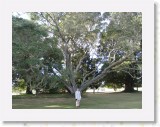 04210038 * Sam standing near the oldest oak tree in New Zealand at Te Waimate Mission House. * 2240 x 1680 * (1.13MB)