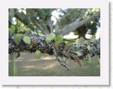 04210040 * Close up of the oldest oak tree in New Zealand at Te Waimate Mission House. * 2240 x 1680 * (1008KB)