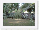 04210041 * Close up of the oldest oak tree in New Zealand at Te Waimate Mission House. * 2240 x 1680 * (1.1MB)