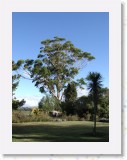 04210042 * The magnificent aussie eucalypt behind the Te Waimate Mission House. * 1680 x 2240 * (912KB)