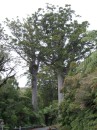04220020 * View of two large kauri trees on the main highway in Waipoua forest. * 1680 x 2240 * (1.19MB)