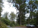 04220021 * View of large kauri tree on the main highway in Waipoua forest. * 2240 x 1680 * (1.08MB)
