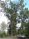 04220022 * View of large kauri tree on the main highway in Waipoua forest. * 1680 x 2240 * (1.17MB)