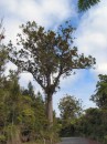 04220023 * View of large kauri tree on the main highway in Waipoua forest. * 1680 x 2240 * (949KB)