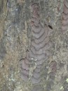 04220024 * The bark of a large kauri tree on the main highway in Waipoua forest. * 1680 x 2240 * (1.24MB)