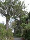 04220025 * View of three large kauri trees on the main highway in Waipoua forest. * 1680 x 2240 * (1.22MB)
