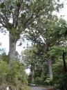04220026 * View of three large kauri trees on the main highway in Waipoua forest. * 1680 x 2240 * (1.27MB)
