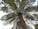 04220027 * The crown of a tree fern in the Waipoua forest. * 2240 x 1680 * (1.33MB)