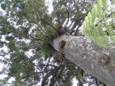 04220028 * View up the trunk of a large kauri tree on the main highway in Waipoua forest. * 2240 x 1680 * (916KB)