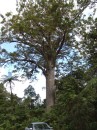 04220029 * View of a large kauri tree on the main highway in Waipoua forest. * 1680 x 2240 * (1.23MB)