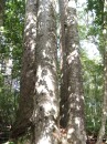 04220030 * The base of four kauri trees in the Waipoua forest. * 1680 x 2240 * (1.13MB)