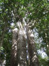 04220031 * The crowns of four kauri trees in the Waipoua forest. * 1680 x 2240 * (1.19MB)