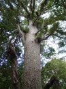 04220033 * The crown of a large kauri tree in the Waipoua forest. * 1680 x 2240 * (1.24MB)