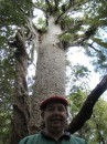 04220035 * Rauleigh at the base of a large kauri tree in the Waipoua forest. * 1680 x 2240 * (1.16MB)