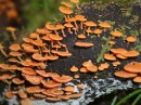 04220052 * Beautiful fungus growing on rotting tree limb in the Waipoua forest. * 2240 x 1680 * (822KB)