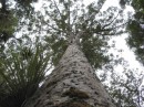 04220053 * View up the trunk of a large kauri tree in the Waipoua forest. * 2240 x 1680 * (1.28MB)